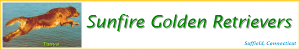 Sunfire Golden Retrievers, from Suffield, Connecticut